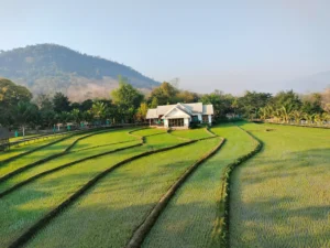 Phoun Souk garden rice field